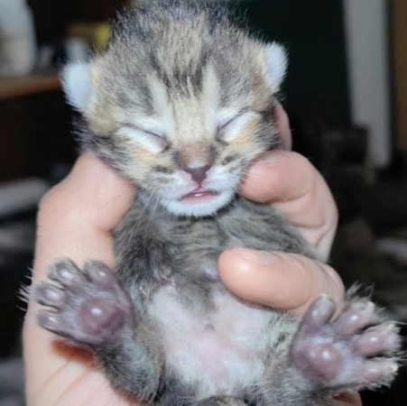 Котята ищут дом! В дар! Открываем бронь!, ﻿котенок 1 месяц