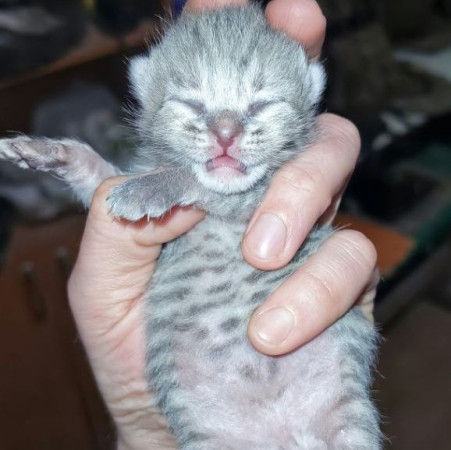 Котята ищут дом! В дар! Открываем бронь!, ﻿котенок 1 месяц