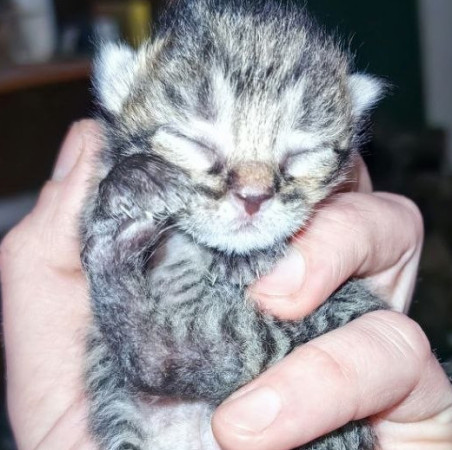 Котята ищут дом! В дар! Открываем бронь!, ﻿котенок 1 месяц