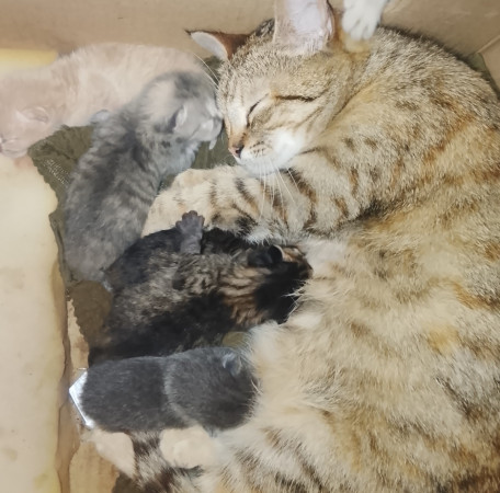 Котята ищут дом! В дар! Открываем бронь!, ﻿котенок 1 месяц