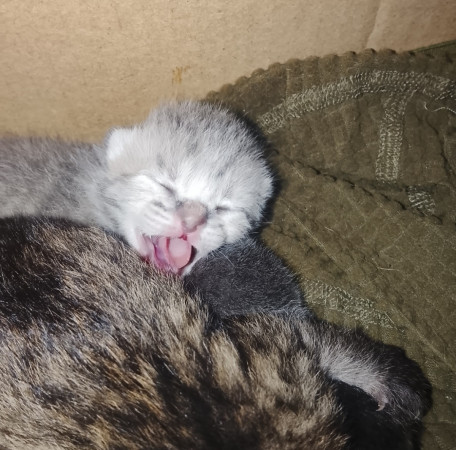 Котята ищут дом! В дар! Открываем бронь!, ﻿котенок 1 месяц