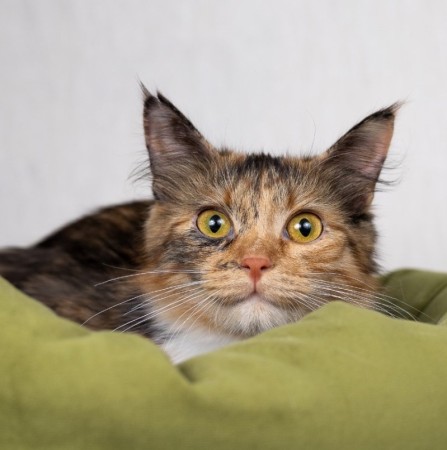 Котенок Есения в добрые руки, котенок 8 месяцев