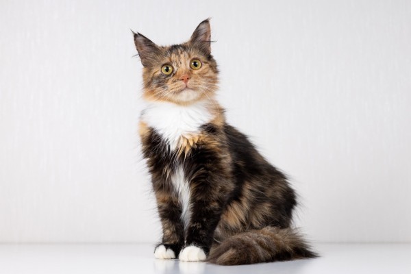 Котенок Есения в добрые руки, котенок 8 месяцев