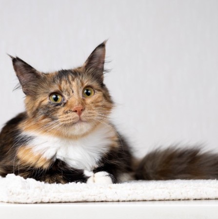 Котенок Есения в добрые руки, котенок 8 месяцев