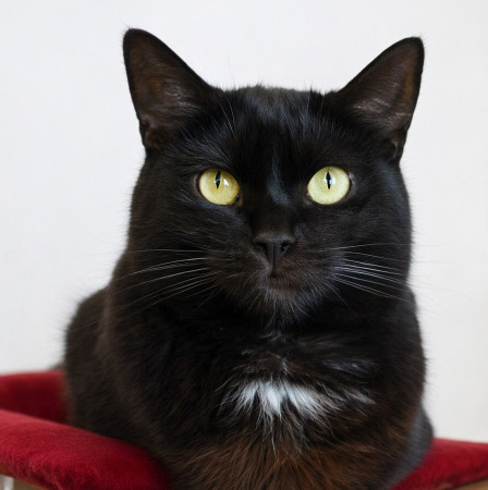Чудесный котик Черныш ищет дом. В дар! , Черный, Котельники, Кот в добрые руки