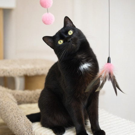 Чудесный котик Черныш ищет дом. В дар! , Черный, Котельники, Кот в добрые руки