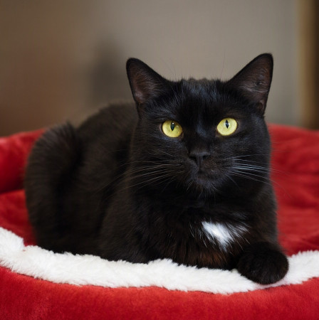Чудесный котик Черныш ищет дом. В дар! , Черный, Котельники, Кот в добрые руки