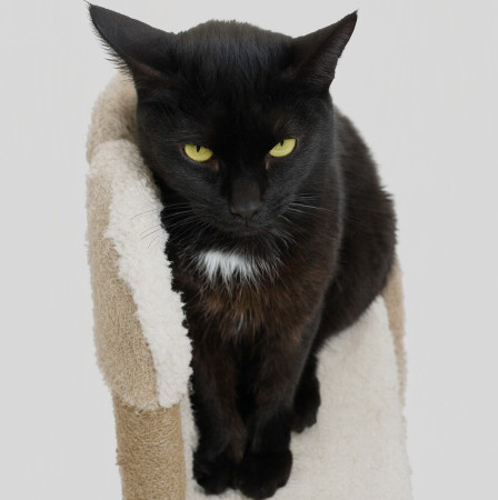 Чудесный котик Черныш ищет дом. В дар! , Черный, Котельники, Кот в добрые руки