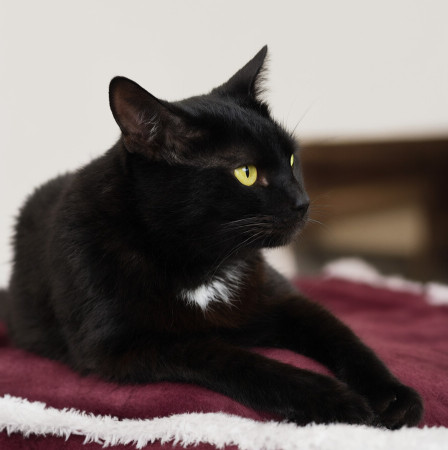 Чудесный котик Черныш ищет дом. В дар! , Черный, Котельники, Кот в добрые руки