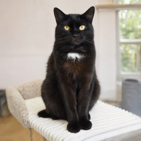 Чудесный котик Черныш ищет дом. В дар! , Черный, Котельники, Кот в добрые руки