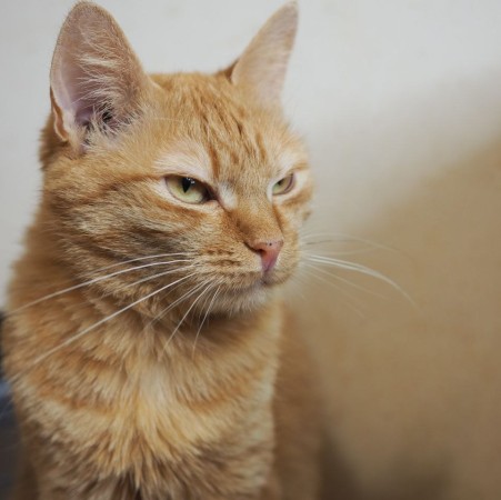 Невероятно редкая кошка Рыжуля в дар, Рыжий, Котельники, Кошка в хорошие руки