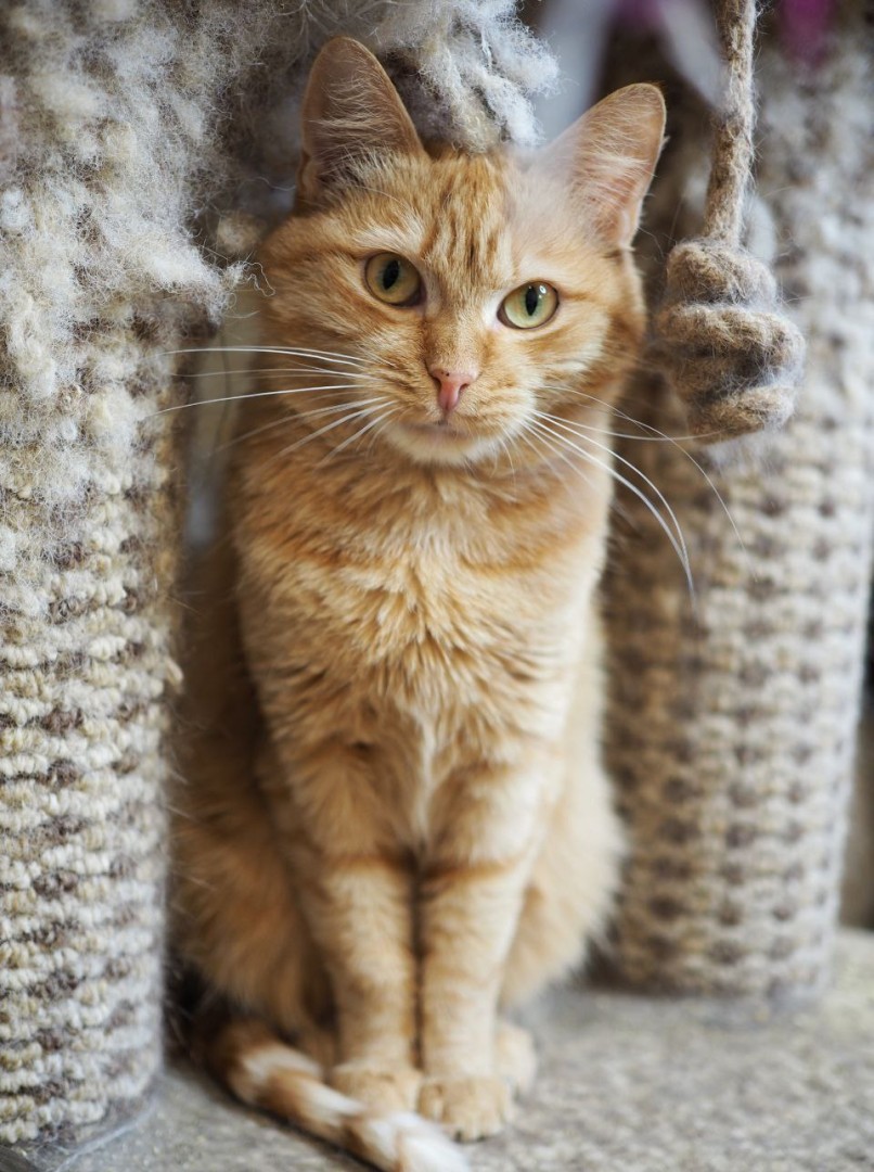 Невероятно редкая кошка Рыжуля в дар, Рыжий, Котельники, Кошка в хорошие руки