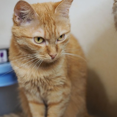 Невероятно редкая кошка Рыжуля в дар, Рыжий, Котельники, Кошка в хорошие руки