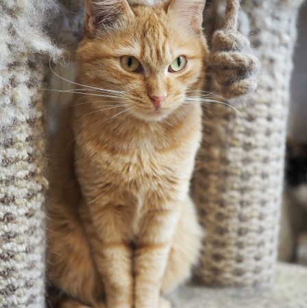 Невероятно редкая кошка Рыжуля в дар, Рыжий, Котельники, Кошка в хорошие руки