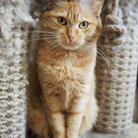 Невероятно редкая кошка Рыжуля в дар, Рыжий, Котельники, Кошка в хорошие руки