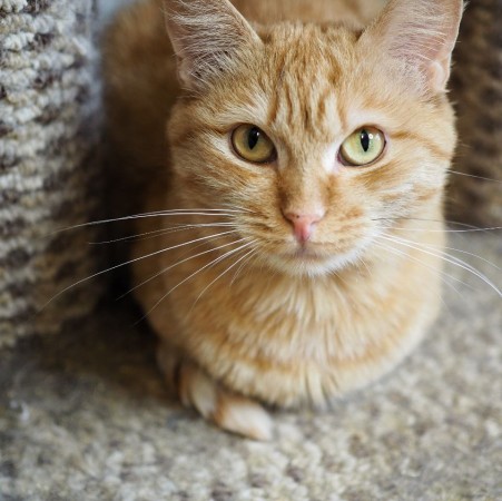 Невероятно редкая кошка Рыжуля в дар, Рыжий, Котельники, Кошка в хорошие руки
