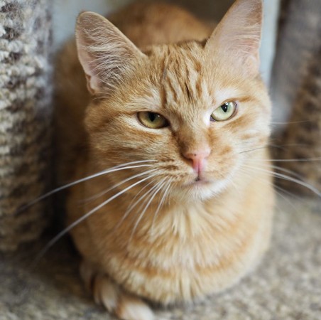 Невероятно редкая кошка Рыжуля в дар, Рыжий, Котельники, Кошка в хорошие руки
