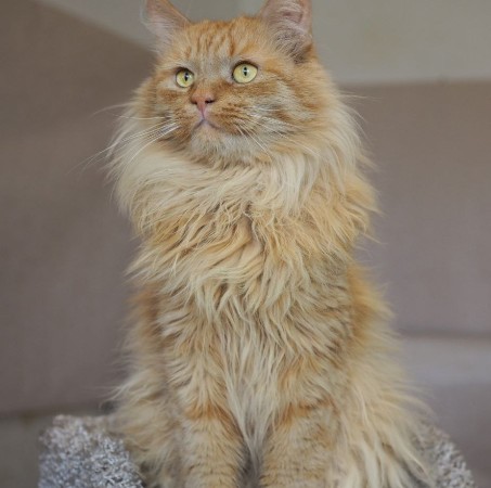 Красавец Рыжик в самые лучшие руки, Рыжий, Котельники, Кот в добрые руки