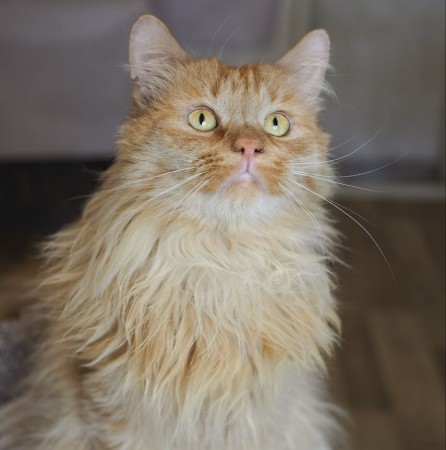 Красавец Рыжик в самые лучшие руки, Рыжий, Котельники, Кот в добрые руки