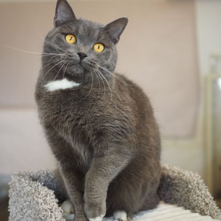 Волшебный котик Гендальф ищет дом, Серый, Котельники, Кот в добрые руки