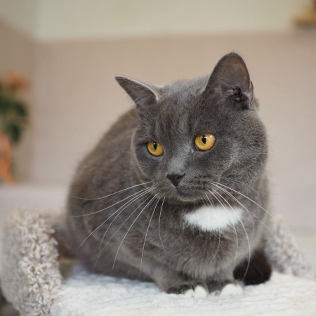 Волшебный котик Гендальф ищет дом, Серый, Котельники, Кот в добрые руки