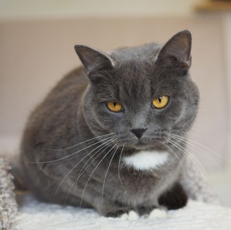 Волшебный котик Гендальф ищет дом, Серый, Котельники, Кот в добрые руки