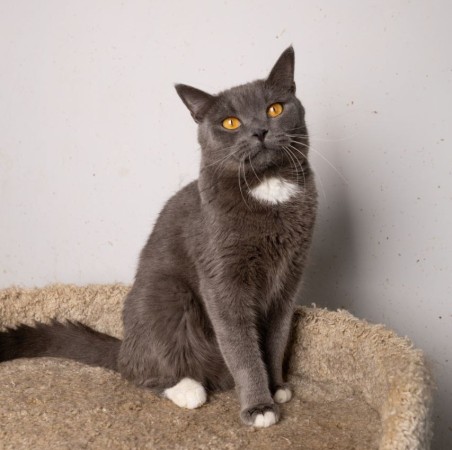 Волшебный котик Гендальф ищет дом, Серый, Котельники, Кот в добрые руки
