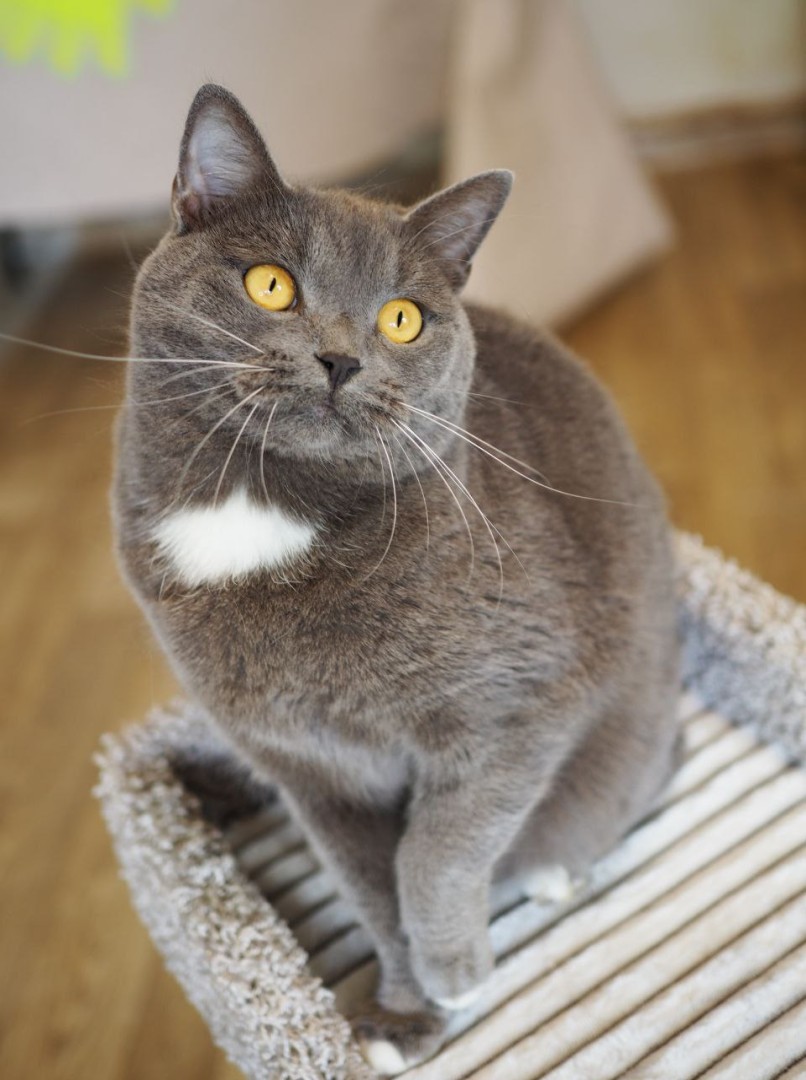 Волшебный котик Гендальф ищет дом, Серый, Котельники, Кот в добрые руки