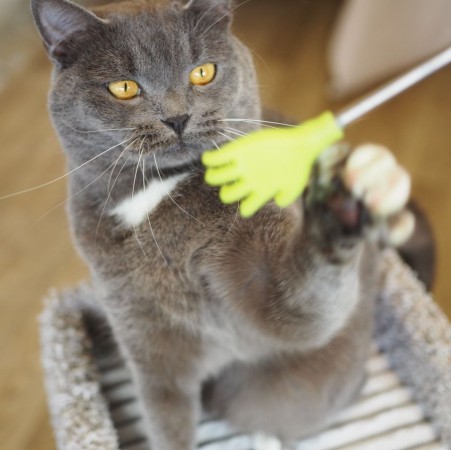 Волшебный котик Гендальф ищет дом, Серый, Котельники, Кот в добрые руки