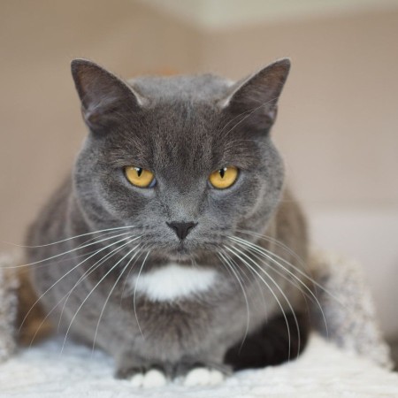 Волшебный котик Гендальф ищет дом, Серый, Котельники, Кот в добрые руки
