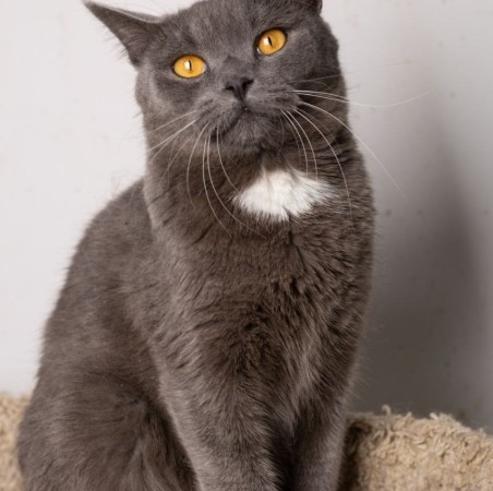 Волшебный котик Гендальф ищет дом, Серый, Котельники, Кот в добрые руки