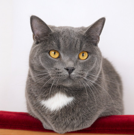 Волшебный котик Гендальф ищет дом, Серый, Котельники, Кот в добрые руки