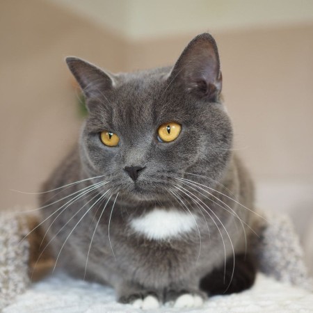 Волшебный котик Гендальф ищет дом, Серый, Котельники, Кот в добрые руки