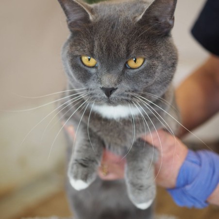 Волшебный котик Гендальф ищет дом, Серый, Котельники, Кот в добрые руки