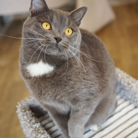 Волшебный котик Гендальф ищет дом, Серый, Котельники, Кот в добрые руки