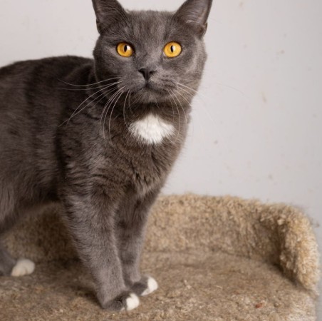 Волшебный котик Гендальф ищет дом, Серый, Котельники, Кот в добрые руки