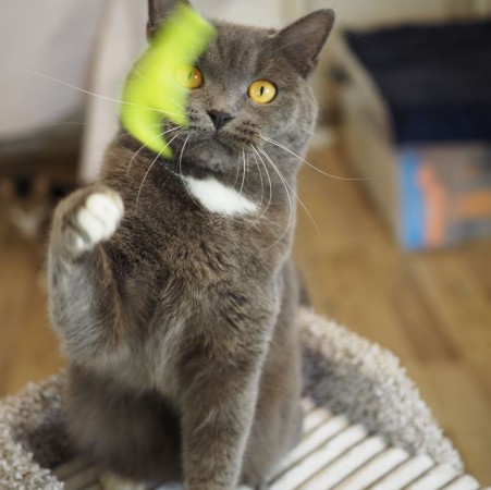 Волшебный котик Гендальф ищет дом, Серый, Котельники, Кот в добрые руки