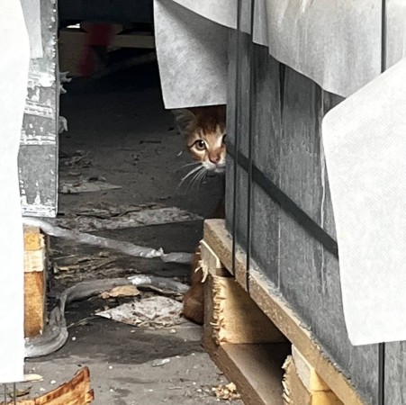 Дикий котенок в Щукинской районе, котенок 3 месяца