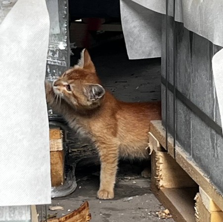 Дикий котенок в Щукинской районе, котенок 3 месяца