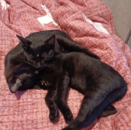 Котята в добрые руки, котенок 2 месяца