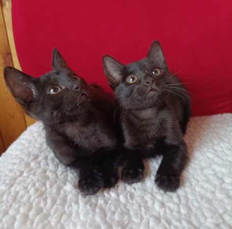 Котята в добрые руки, котенок 2 месяца