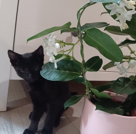 Котята в добрые руки, котенок 2 месяца