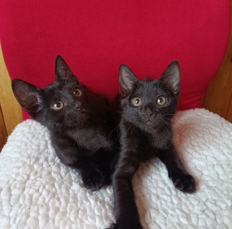 Котята в добрые руки, котенок 2 месяца