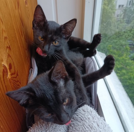 Котята в добрые руки, котенок 2 месяца
