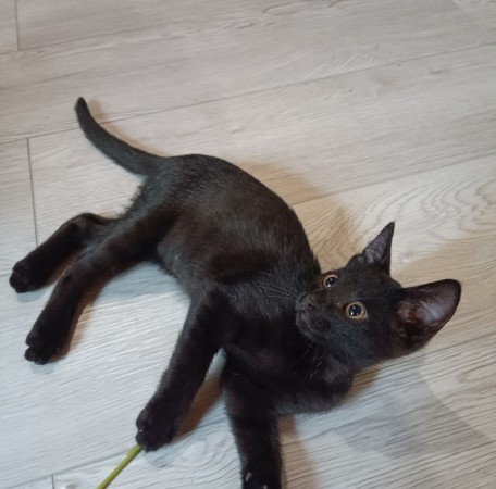 Котята в добрые руки, котенок 2 месяца