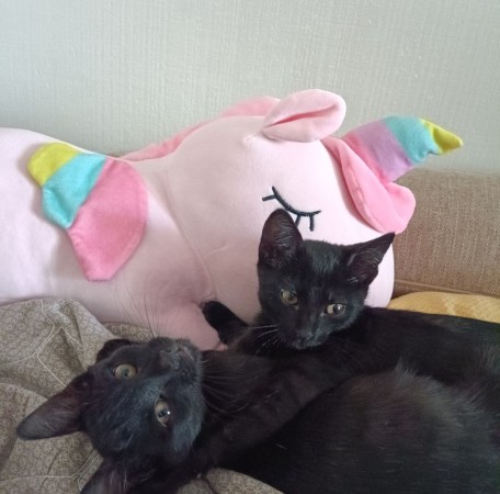 Котята в добрые руки, котенок 2 месяца