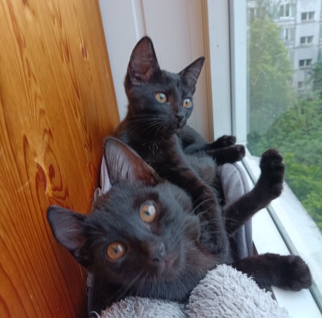 Котята в добрые руки, котенок 2 месяца