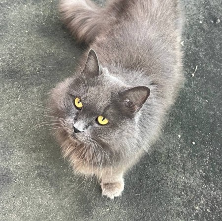 Кот/кошка ищет дом
