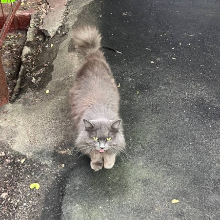 Кот/кошка ищет дом