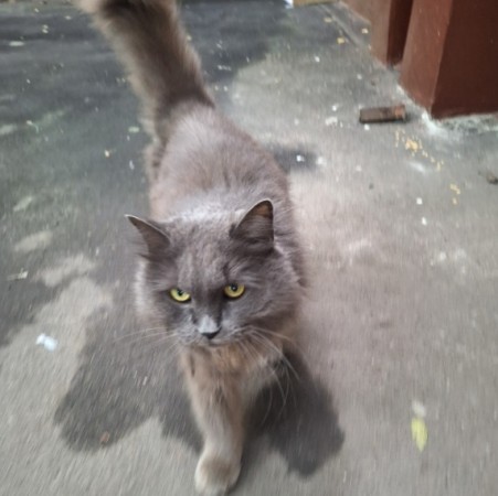 Кот/кошка ищет дом
